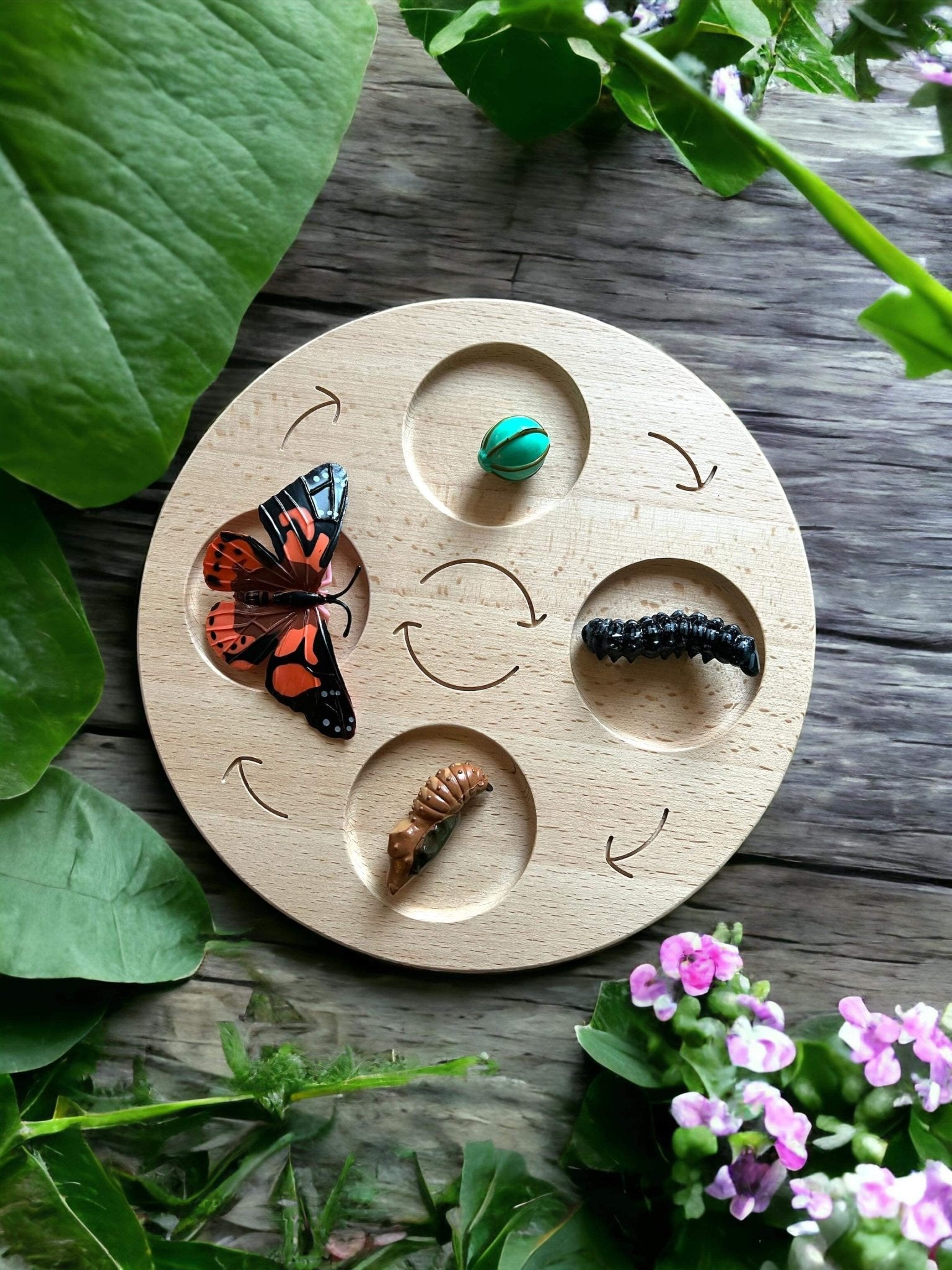 Double Sided Wooden Life Cycle Board - The Nurturing Nook