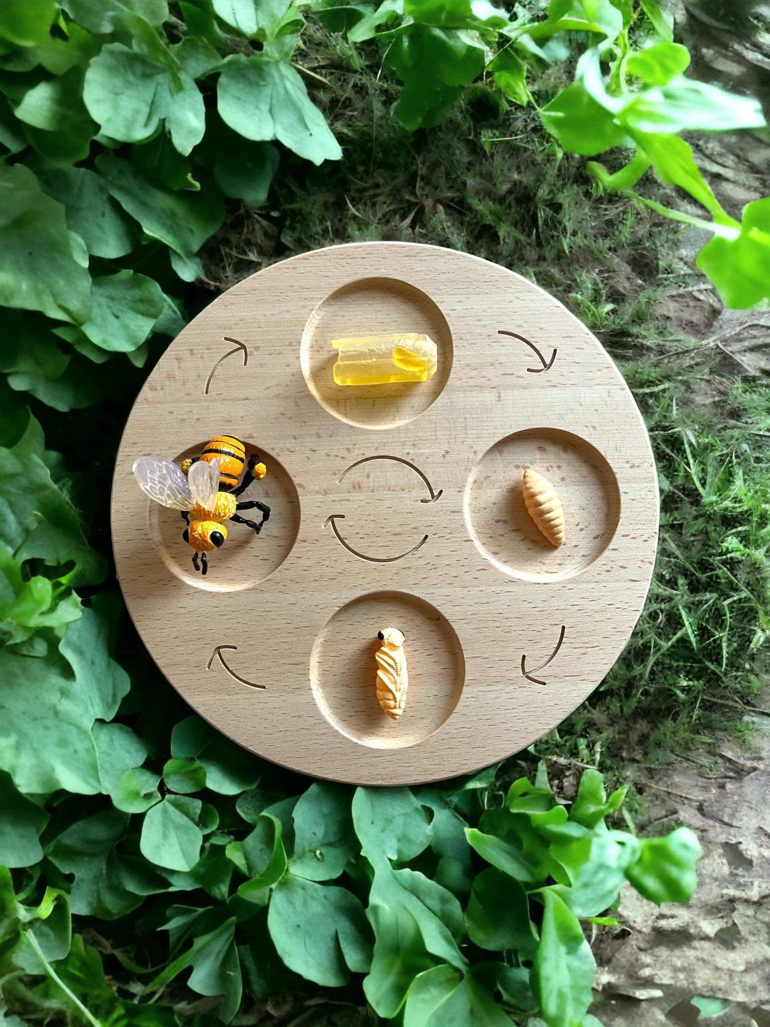 Double Sided Wooden Life Cycle Board - The Nurturing Nook