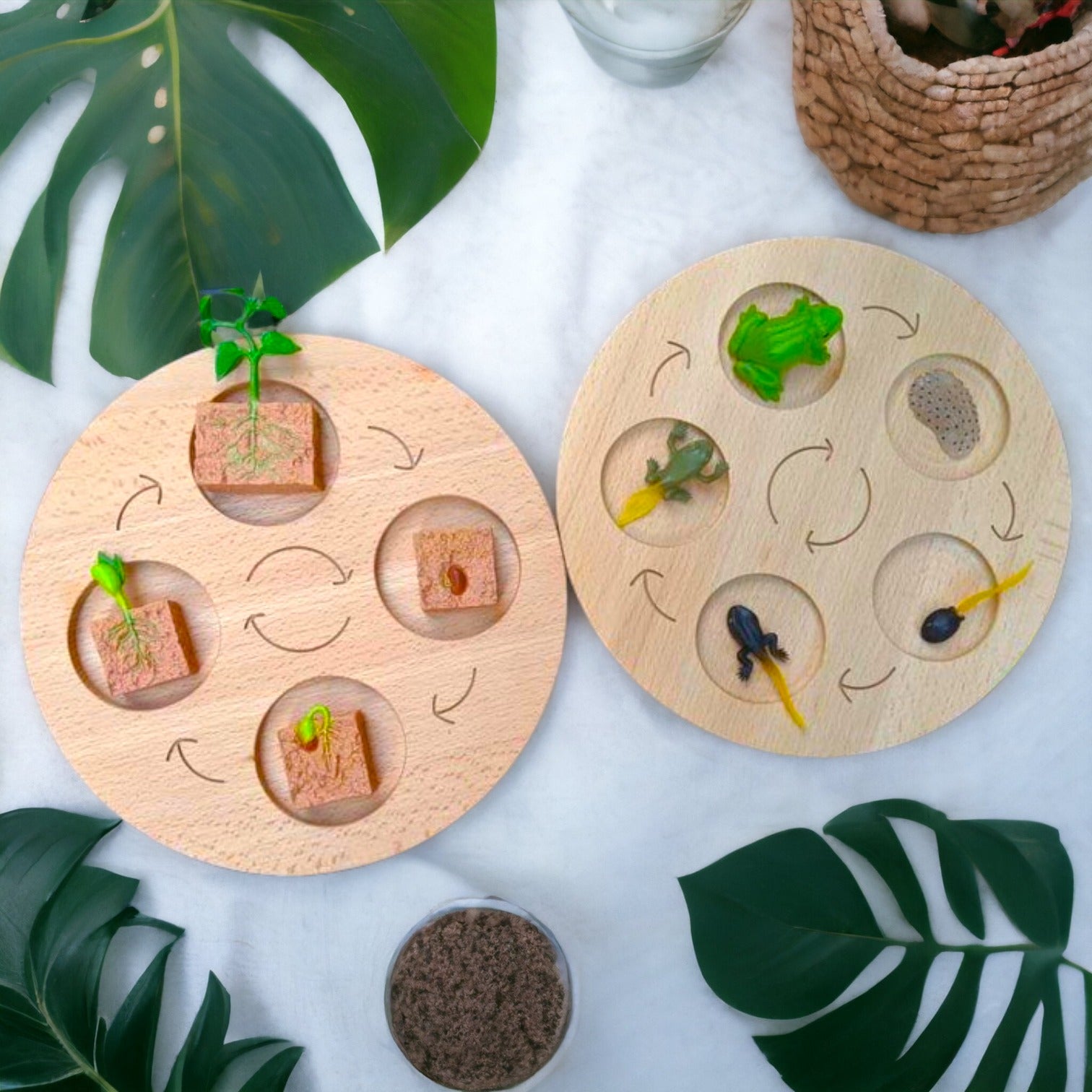 Double Sided Wooden Life Cycle Board - The Nurturing Nook