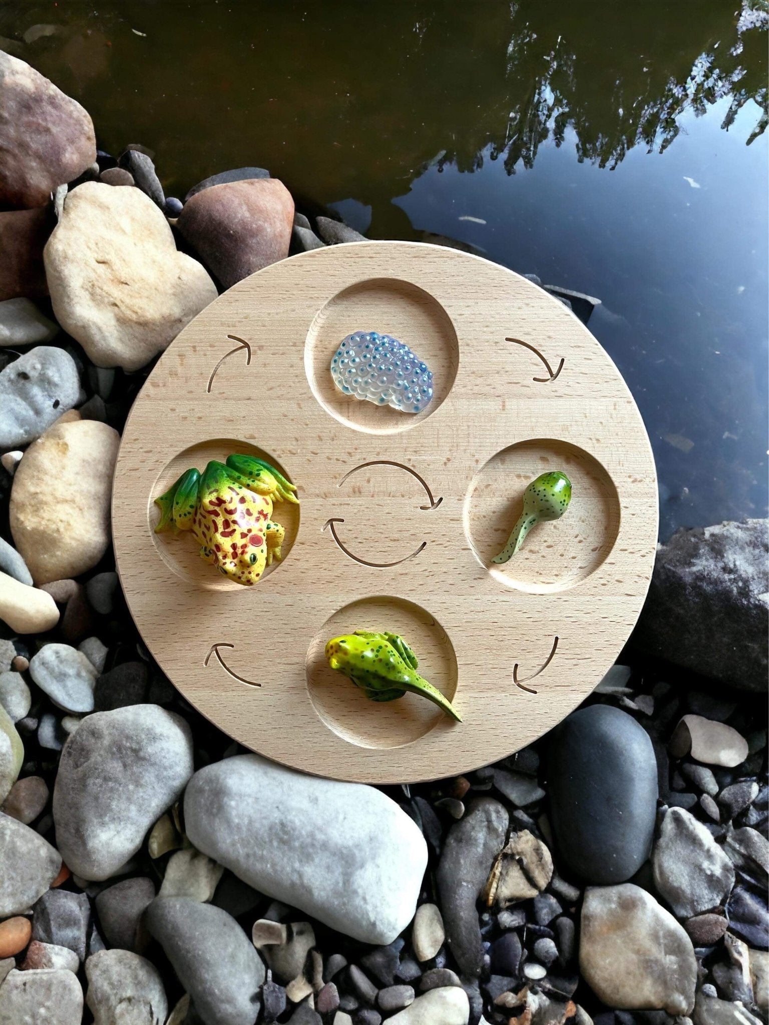 Double Sided Wooden Life Cycle Board - The Nurturing Nook