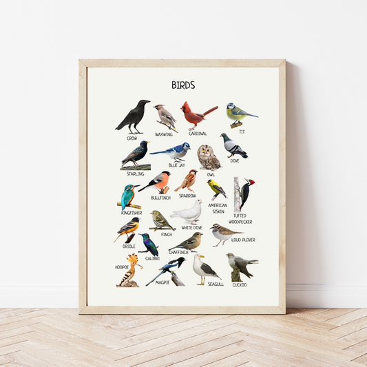 Educational Birds Poster - Common Birds Printable Wall Art for Montessori, Homeschool & Nature Classroom Decor | Digital Download