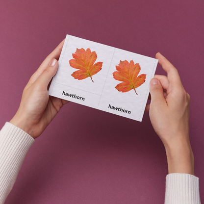 Woodland Leaves 3-Part Cards | Montessori Nature Learning Cards | Fall Educational Printable for Kids