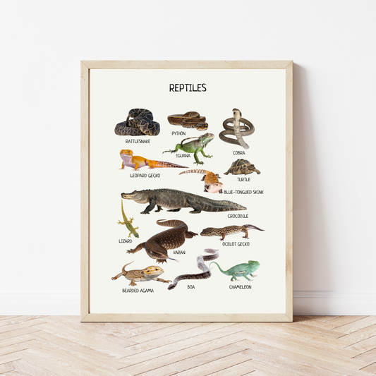 Reptiles & Amphibians Poster - Montessori Educational Animal Print for Toddler Room & Classroom Decor | Digital Download
