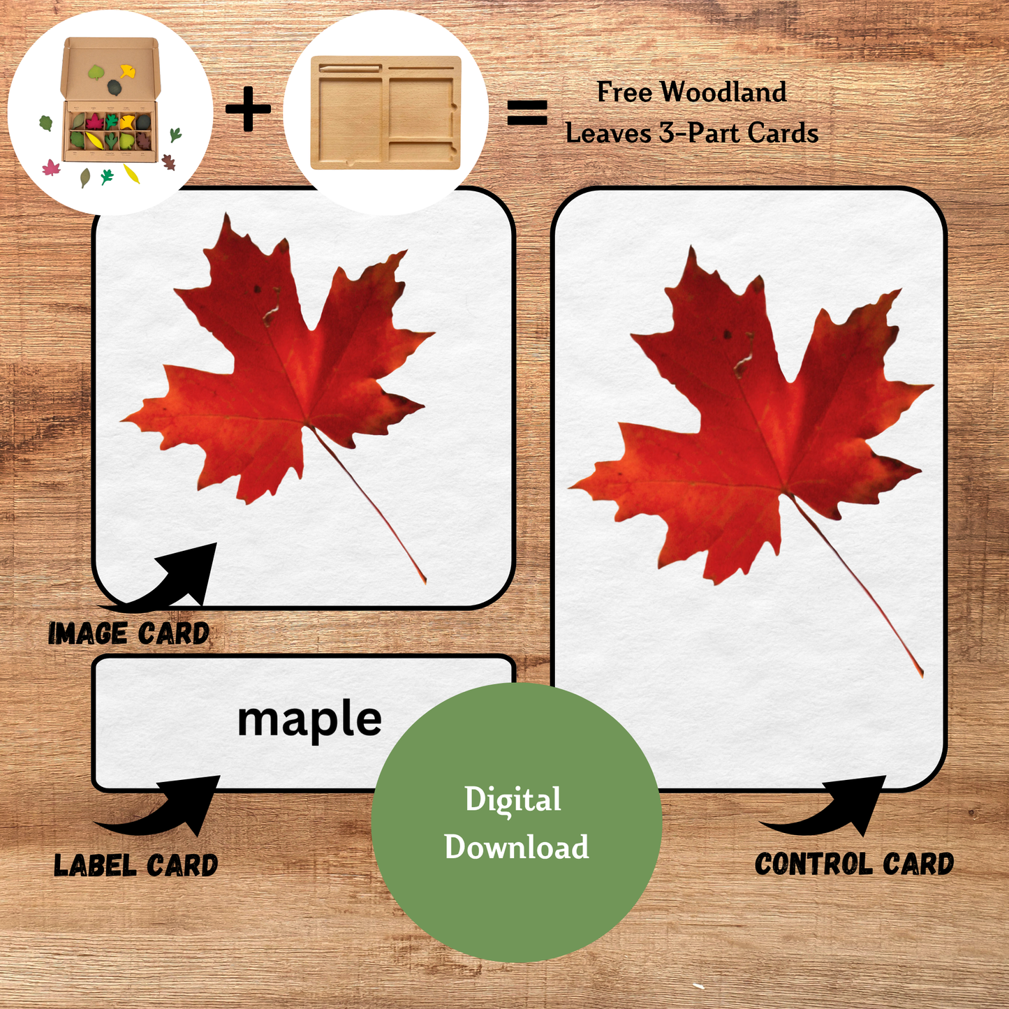 Woodland Leaves 3-Part Cards | Montessori Nature Learning Cards | Fall Educational Printable for Kids