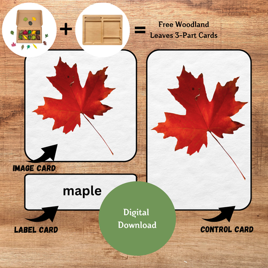 Woodland Leaves 3-Part Cards | Montessori Nature Learning Cards | Fall Educational Printable for Kids