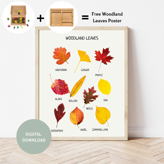 Woodland Leaves Educational Poster | Nature Wall Art for Kids | Fall Learning Print for Playroom, Nursery & Classroom Decor