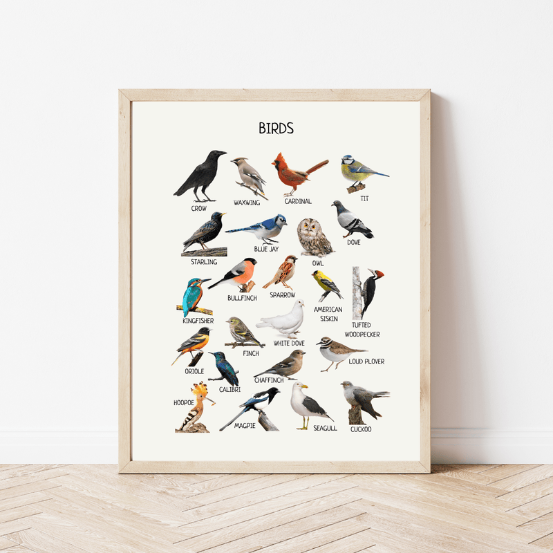 Educational Birds Poster - Common Birds Printable Wall Art for Montessori, Homeschool & Nature Classroom Decor | Digital Download