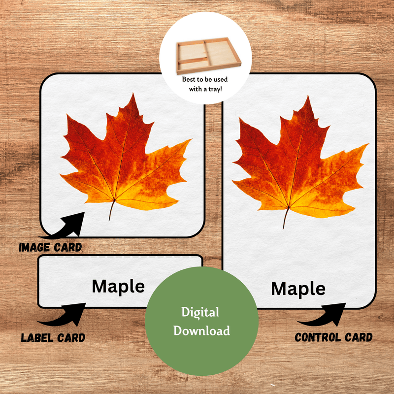 Fall Leaves Montessori 3-Part Cards | Nomenclature Cards | Printable Educational Materials