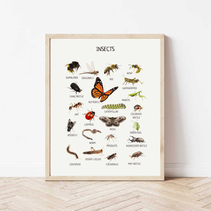 Insects Educational Poster - Montessori Printable Wall Art for Classroom, Preschool & Homeschool Learning | Digital Download