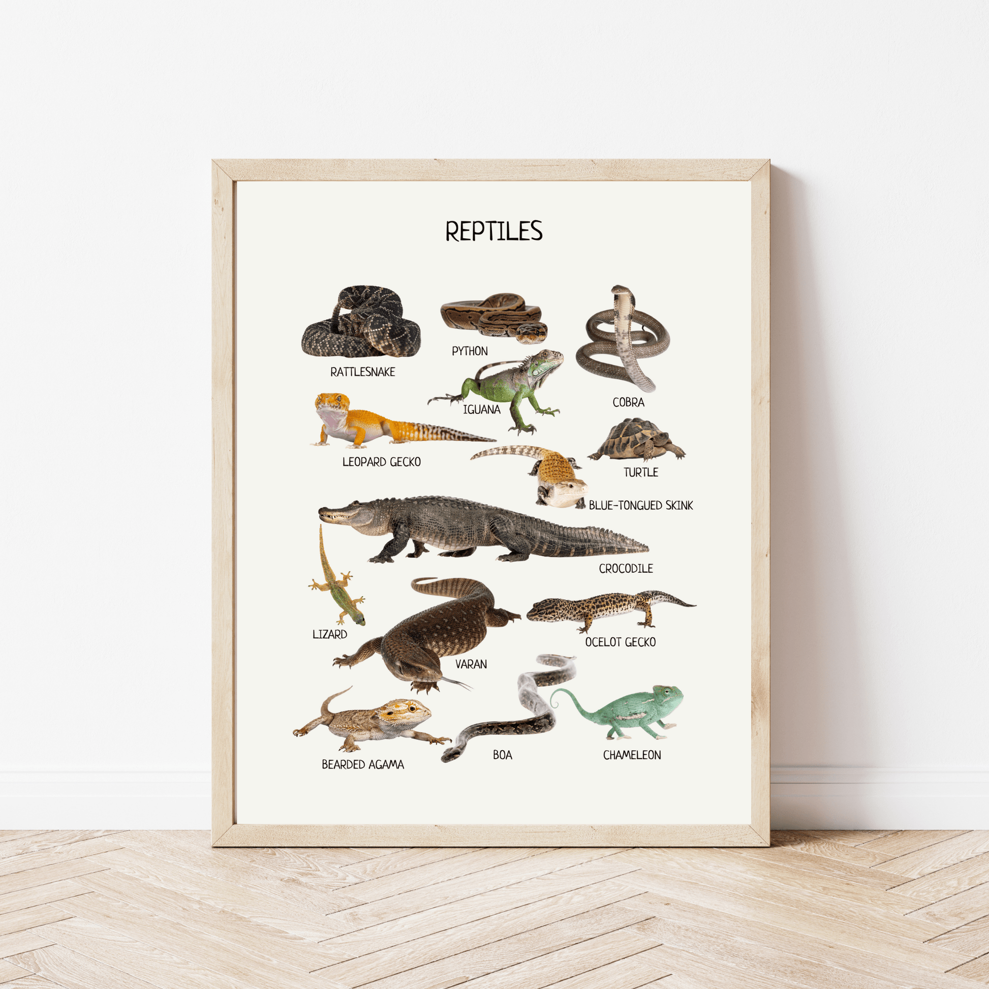 Reptiles & Amphibians Poster - Montessori Educational Animal Print for Toddler Room & Classroom Decor | Digital Download - The Nurturing Nook