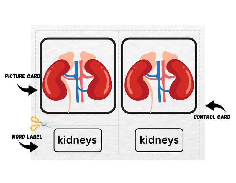 Montessori 3 part cards - internal organs/ anatomy